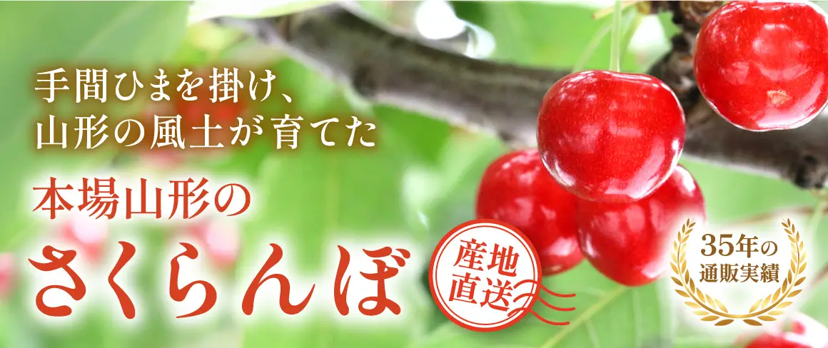 山形さくらんぼ