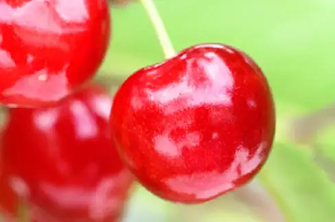 温室栽培 佐藤錦