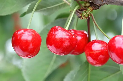 露地栽培 佐藤錦