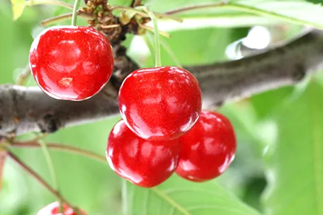 山形さくらんぼ