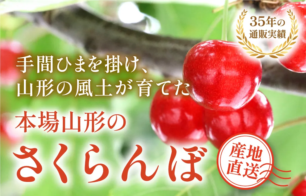 本場山形のさくらんぼ