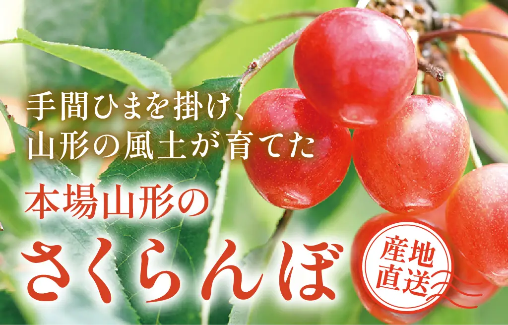 本場山形のさくらんぼ