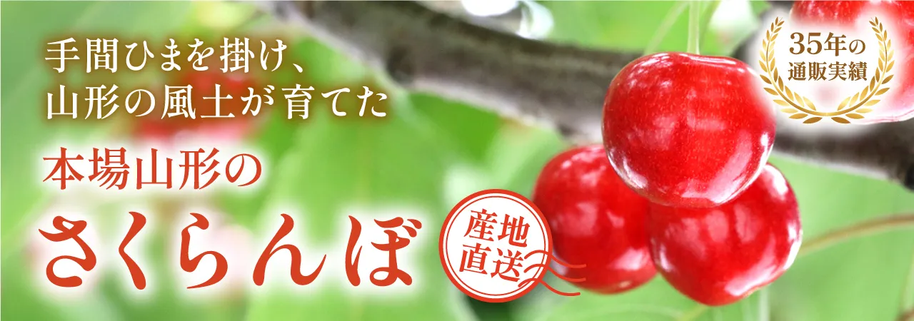 本場山形のさくらんぼ
