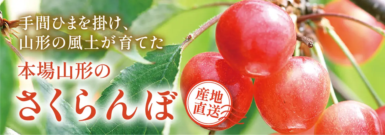 本場山形のさくらんぼ